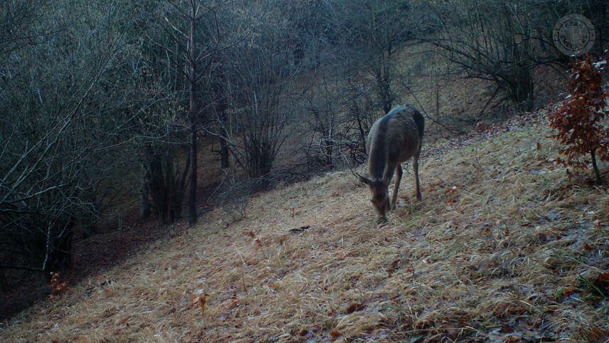Denná fotka z fotopasce Bushnell Core DS-4K No Glow, interpolované rozlíšenie 10 Mpx (vypnutý informačný pásik).