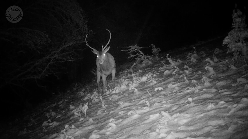 Nočná fotka z fotopasce Bushnell Core DS-4K No Glow, interpolované rozlíšenie 10 Mpx (vypnutý informačný pásik).