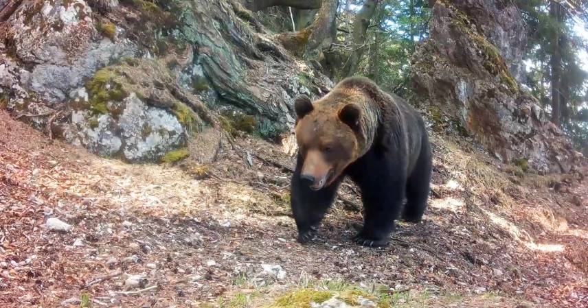 Video z fotopasce: Jar medzi skalami vo Veľkej Fatre