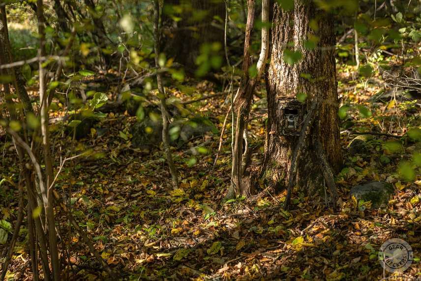 Ochranný box na fotopascu KeepGuard KG 790 má neutrálnu šedú farbu a do prostredia zapadne celkom dobre. Dodatočné zamaskovanie pomocou kôry, ako v tomto prípade, však splynutiu s okolím rozhodne pomôže.
