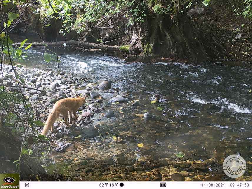 Tečúca voda a odrazy svetiel od vodnej hladiny môžu pohybový PIR senzor potrápiť. V podobných situáciách je preto dobré nastaviť najnižšiu citlivosť, fotopasca bude aj tak fungovať spolahlivo.