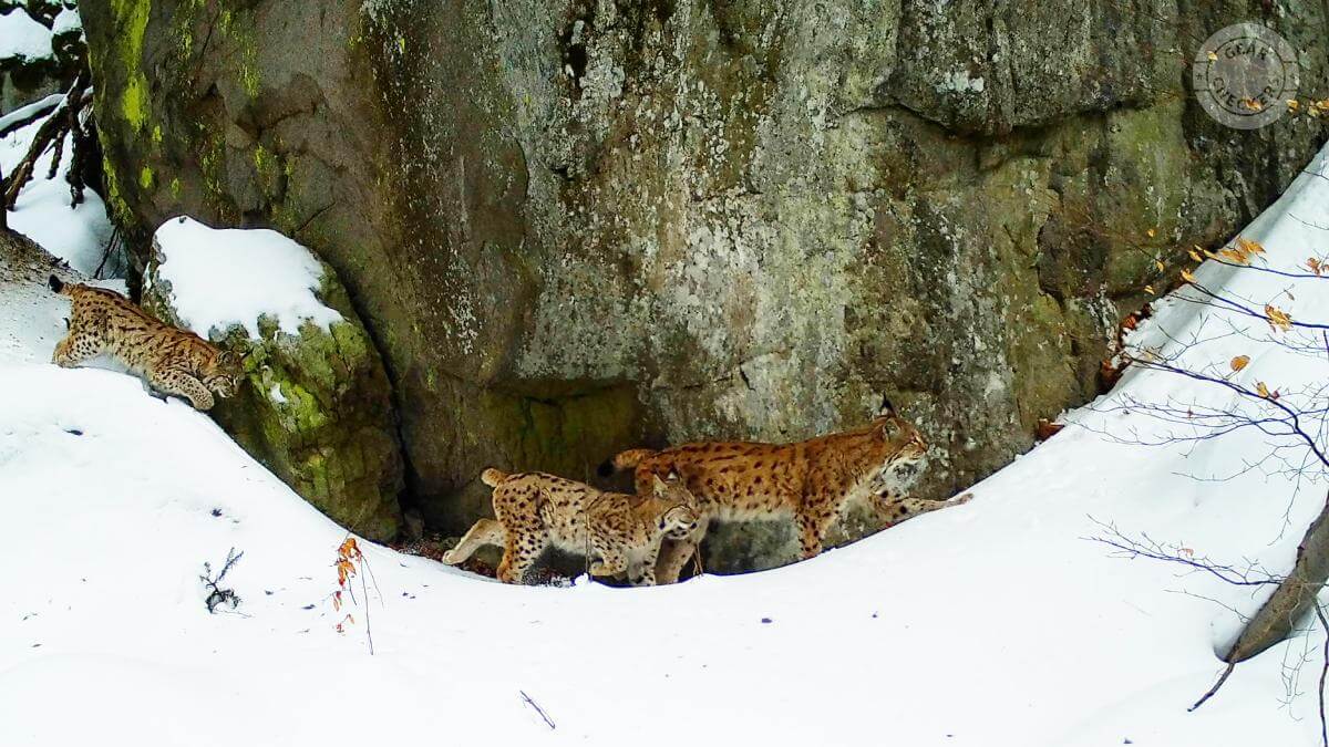 Z&aacute;bery z fotopasce s&uacute; neoceniteľnou pom&ocirc;ckou pri sk&uacute;man&iacute; skryt&eacute;ho spr&aacute;vania zvierat.