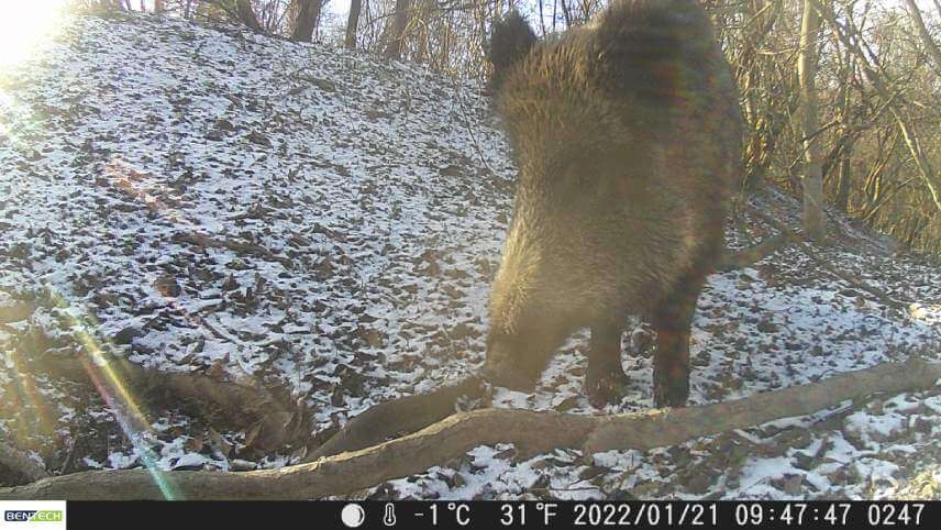 Fotka z fotopasce Bentech Mini.