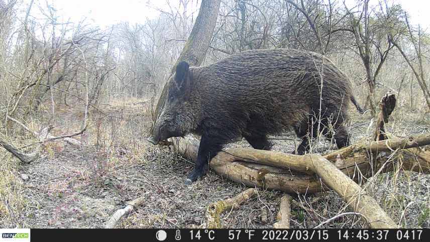 Fotka z fotopasce Bentech Mini.