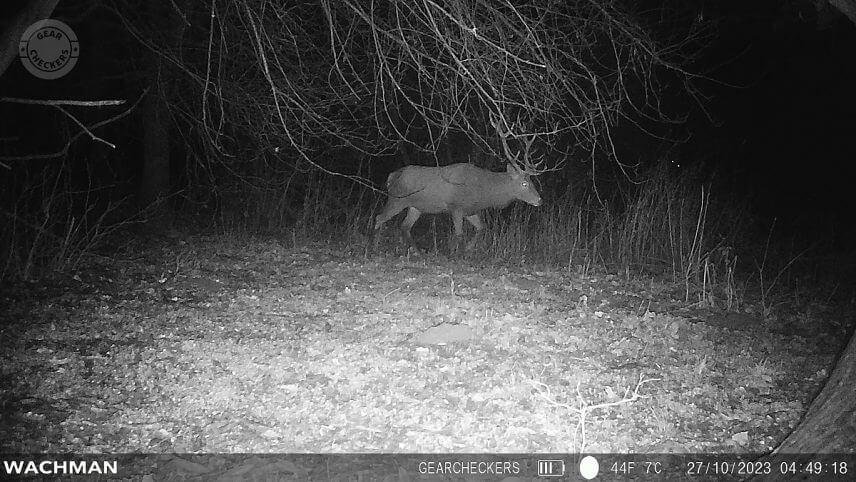 Fotka z fotopasce Wachman Rio 4G