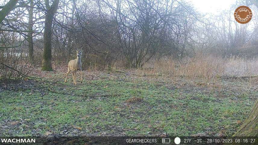 Fotka z fotopasce Wachman Rio 4G