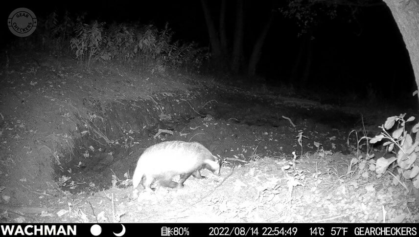 Wachman Alfa