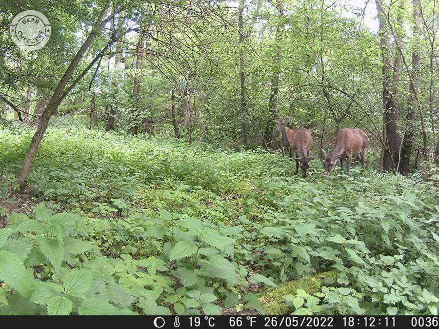 Fotka z fotopasca OMG H885