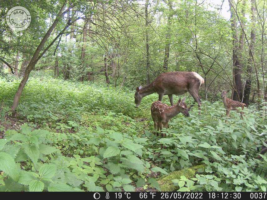 Fotka z fotopasca OMG H885