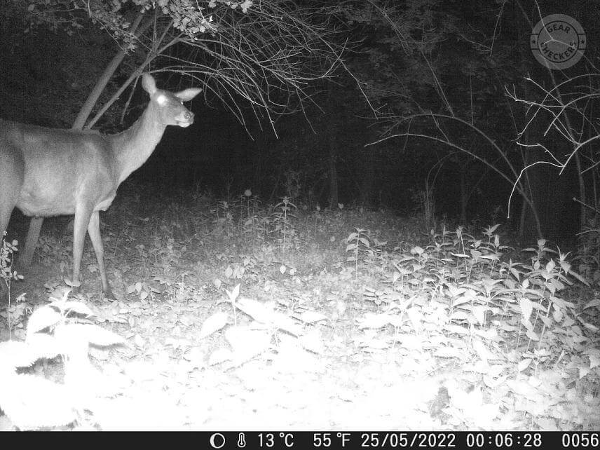 Fotka z fotopasca OMG H885