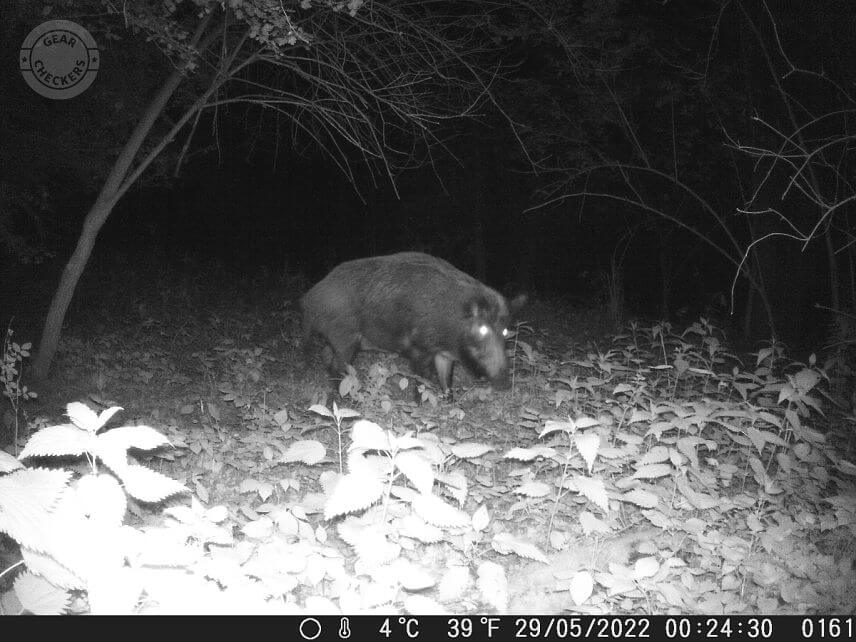 Fotka z fotopasca OMG H885