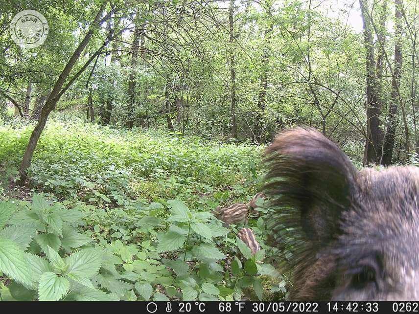 Fotka z fotopasca OMG H885