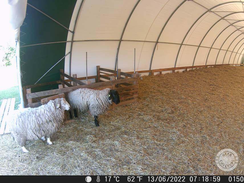 Fotka z fotopasca OMG H885