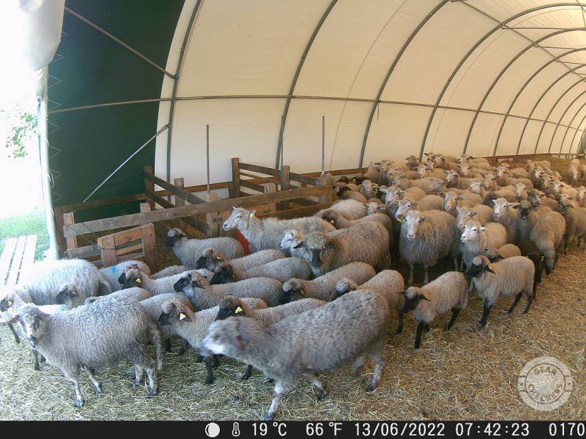 Fotka z fotopasca OMG H885