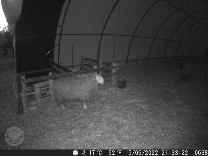 Fotka z fotopasca OMG H885