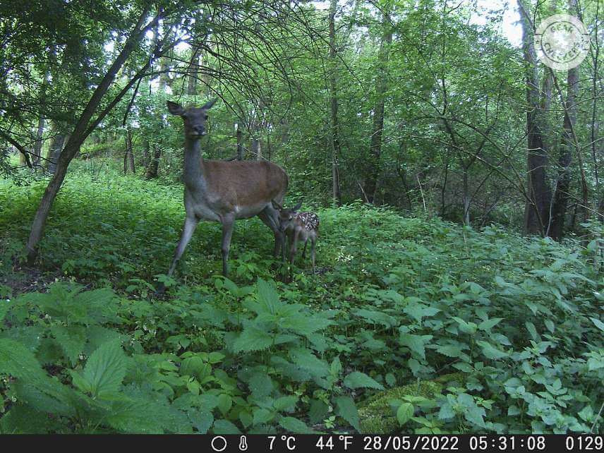 Pokojne sa pohybujúce zvieratá však fotopasca bez problémov zachytí s dostatočnou ostrosťou.