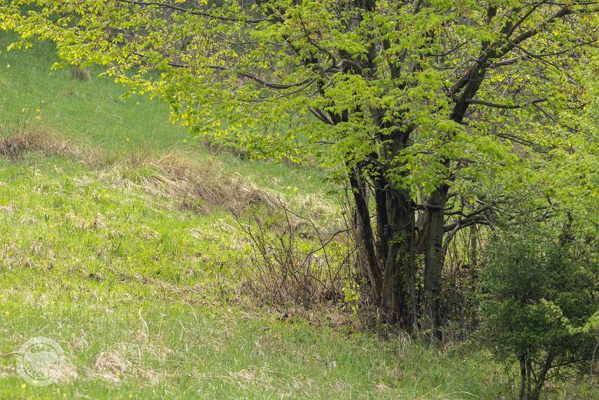 Predná strana fotopasce je potlačená maskovacím vzorom v odtieňoch zelenej farby.