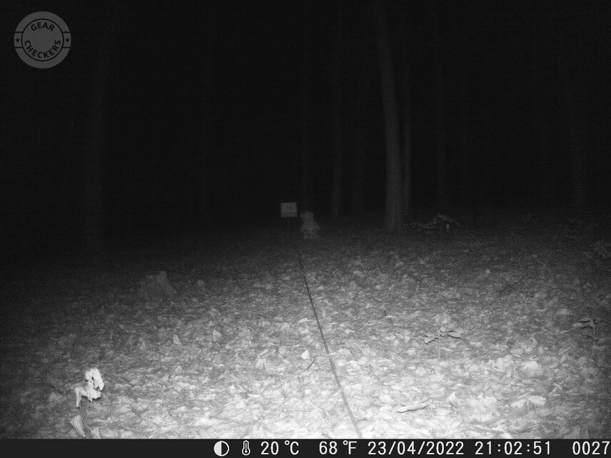 Vzdialenosť objektu od fotopasce: 10 m. Intenzita nočného prísvitu nastavená na blízko (near).