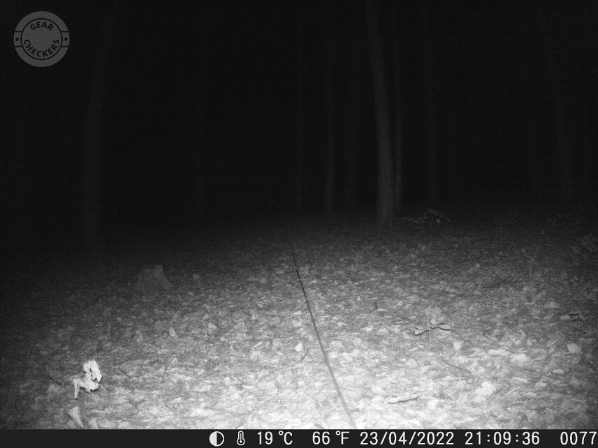 Vzdialenosť objektu od fotopasce: 25 m. Intenzita nočného prísvitu nastavená na blízko (near).