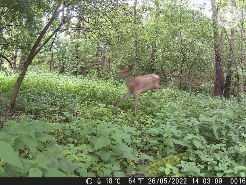 Malým nedostatkom fotopasce OMG H885 je nedostatočná ostrosť rýchlo sa pohybujúcich objektov.