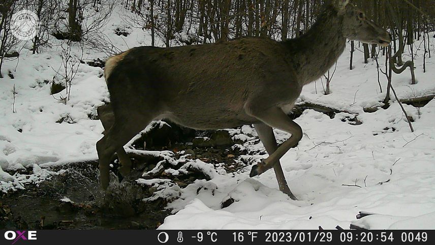 Fotka z fotopasce OXE Gepard II.