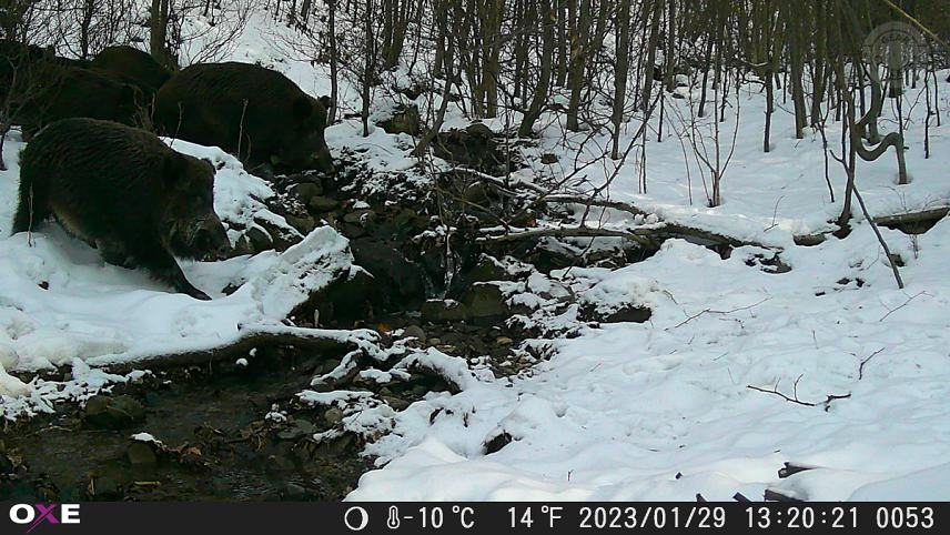 Fotka z fotopasce OXE Gepard II.