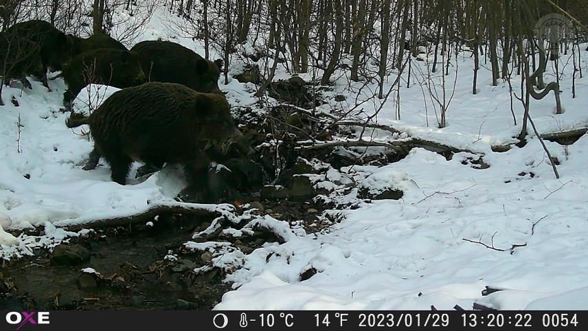 Fotka z fotopasce OXE Gepard II.