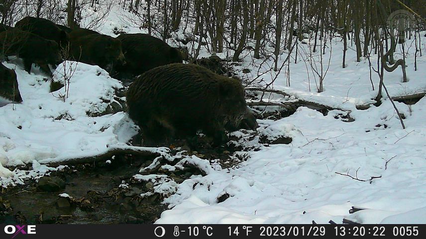 Fotka z fotopasce OXE Gepard II.