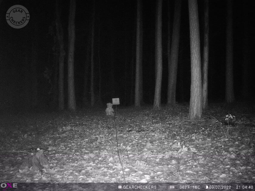 Vzdálenost objektu od fotopasti: 15 m. Polovina LED vypnutých, vyvážený noční přísvit.