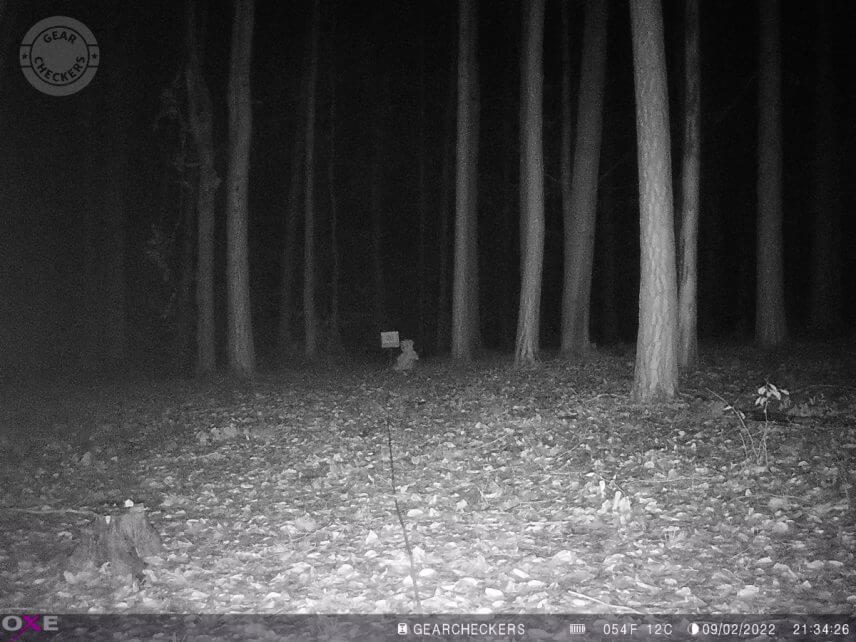 Vzdálenost objektu od fotopasti: 20 m. Všechny LED, vyvážený noční přísvit.