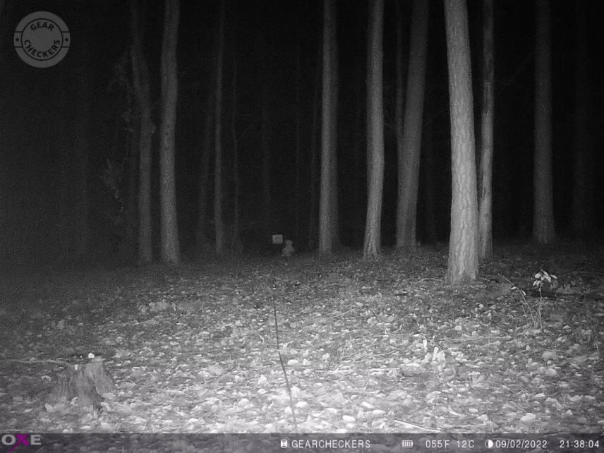 Vzdálenost objektu od fotopasti: 25 m. Všechny LED, vyvážený noční přísvit.