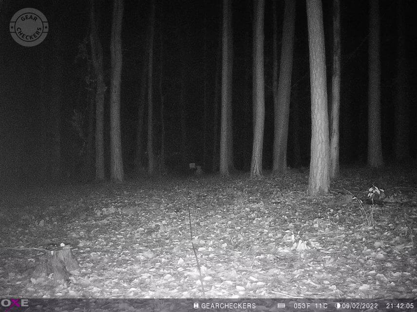 Vzdálenost objektu od fotopasti: 30 m. Všechny LED, vyvážený noční přísvit.