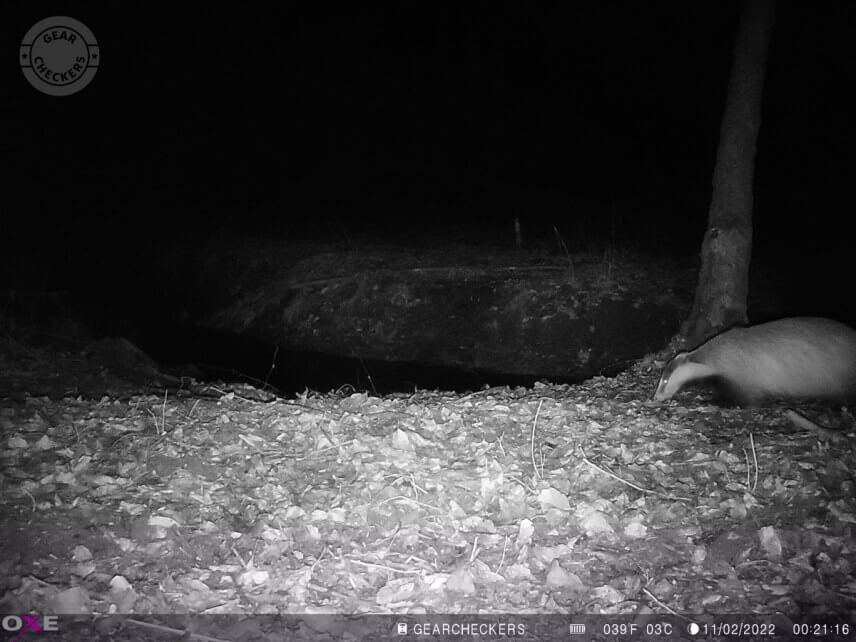 Vzdialenosť objektu od fotopasce: približne 3 m. Všetky LED, minimálny šum (minimálne rozmazanie), expozičný čas 1/30 s. Pohybujúci sa jazvec je zachytený bez pohybovej neostrosti.