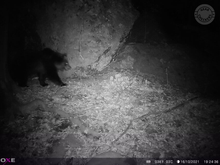 Vzdálenost objektu od fotopasti: přibližně 10 m. Všechny LED, vyvážený noční přísvit, expoziční čas 1/15 s. Kráčející medvěd je pohybově mírně neostrý.