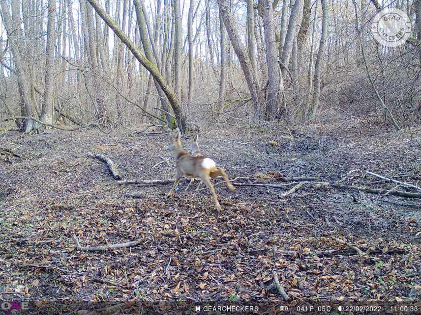 Oxe Spider 4G se spouští opravdu rychle – reakční čas 0,5 s udávaný výrobcem můžeme potvrdit praktickým používáním i přímým testováním. Fotopasti neuniknou ani ty nejrychlejší momenty.