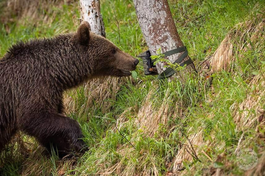 Medvedica objavila fotopascu OXE Viper, v takýchto prípadoch by sa zišiel kovový ochranný box.
