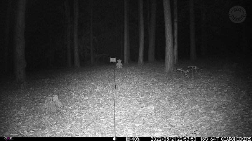 Vzdialenosť objektu od fotopasce: 15 m. Nočný prísvit v režime AUTO.