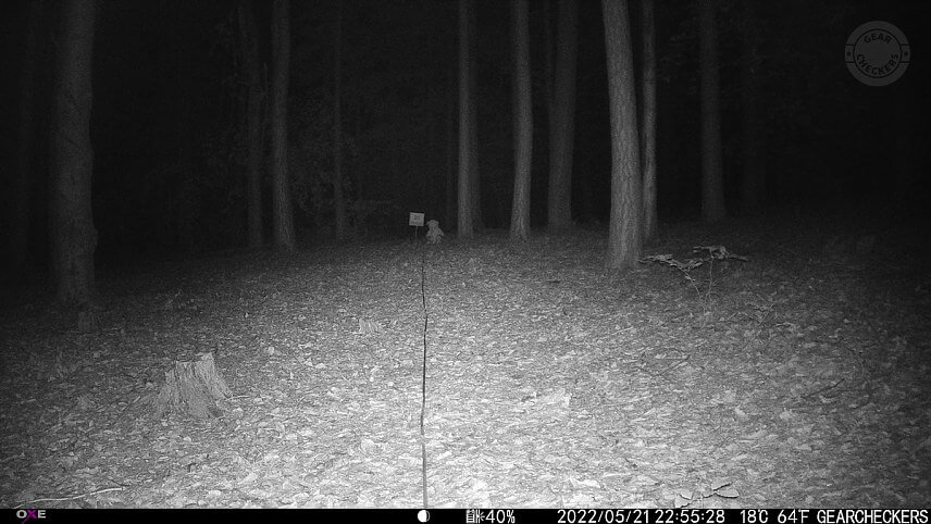 Vzdialenosť objektu od fotopasce: 20 m. Nočný prísvit v režime AUTO.