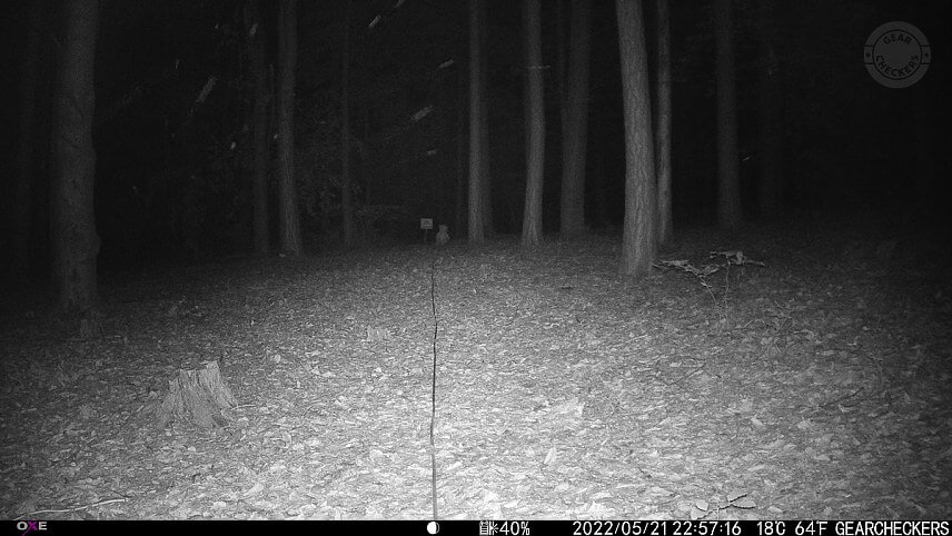 Vzdialenosť objektu od fotopasce: 25 m. Nočný prísvit v režime AUTO.