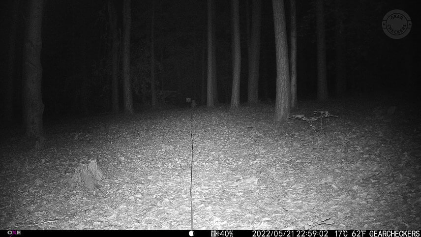 Vzdialenosť objektu od fotopasce: 30 m. Nočný prísvit v režime AUTO.