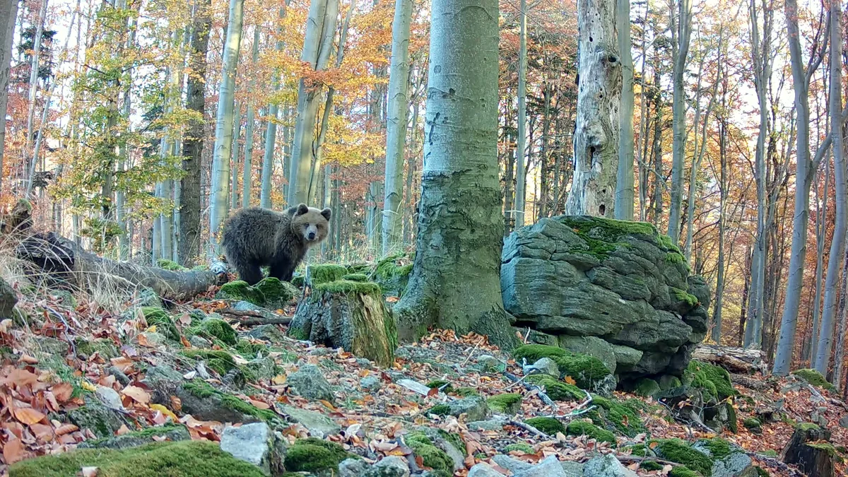 Medveď v strednom pásme niekoľko metrov od fotopasce. Celé zviera aj s okolím v zábere, spoľahlivé pásmo detekcie.