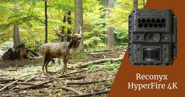 Reconyx HF4K HyperFire 4K - prvý pohľad a prepisovanie rebríčkov