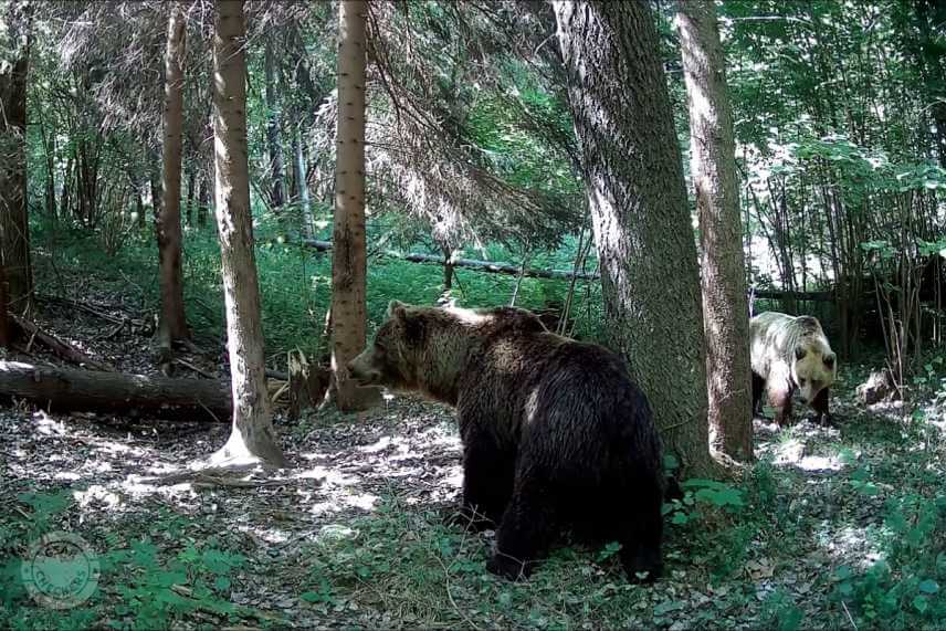Medvede počas ruje (foto: Medved&iacute; Lesn&yacute; Duch).