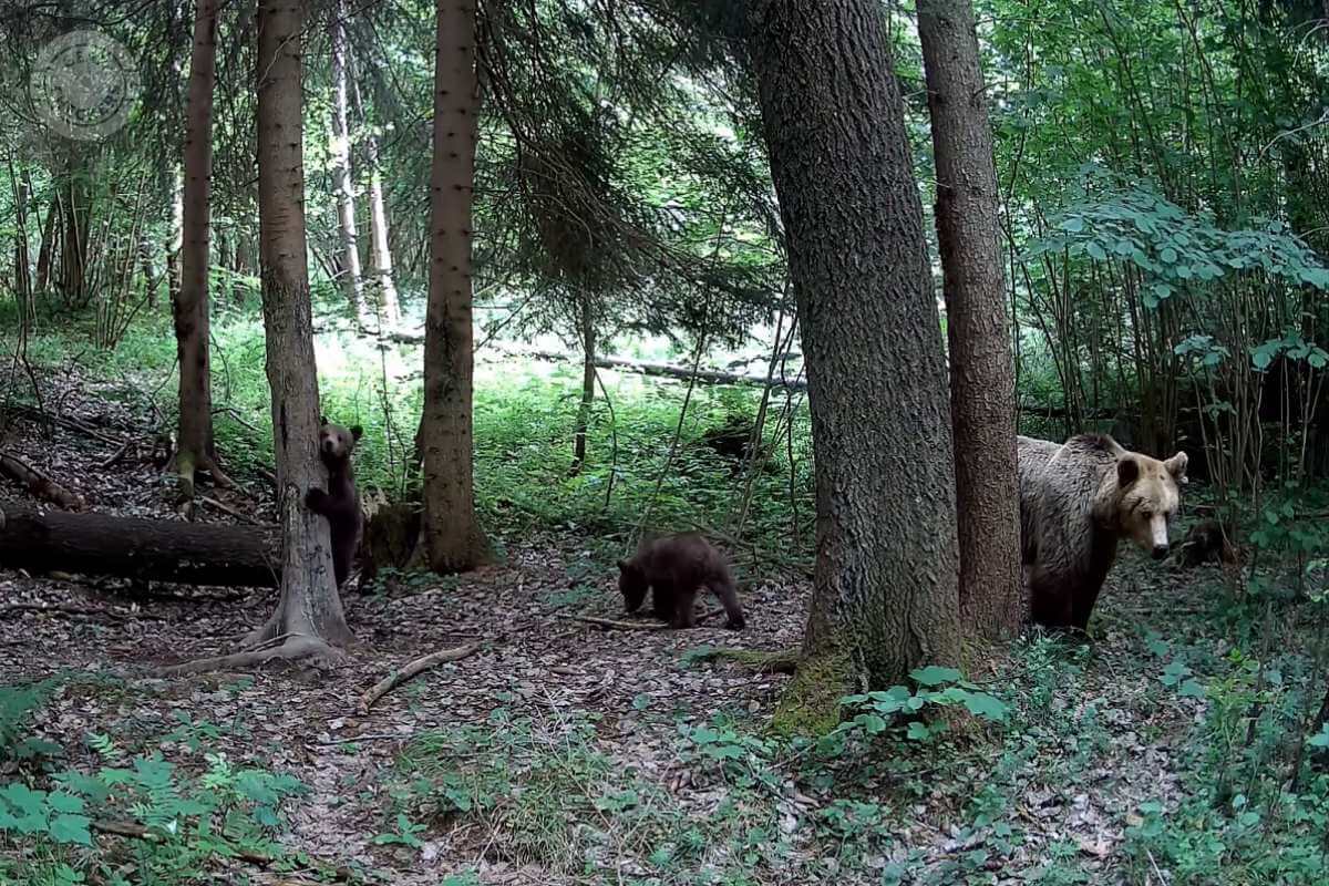 Medvedica s medvieďatami (foto: Medved&iacute; Lesn&yacute; Duch).