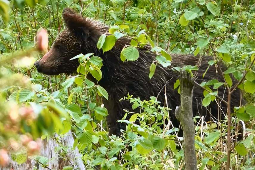 Mlad&yacute; medveď (foto: Medved&iacute; Lesn&yacute; Duch).