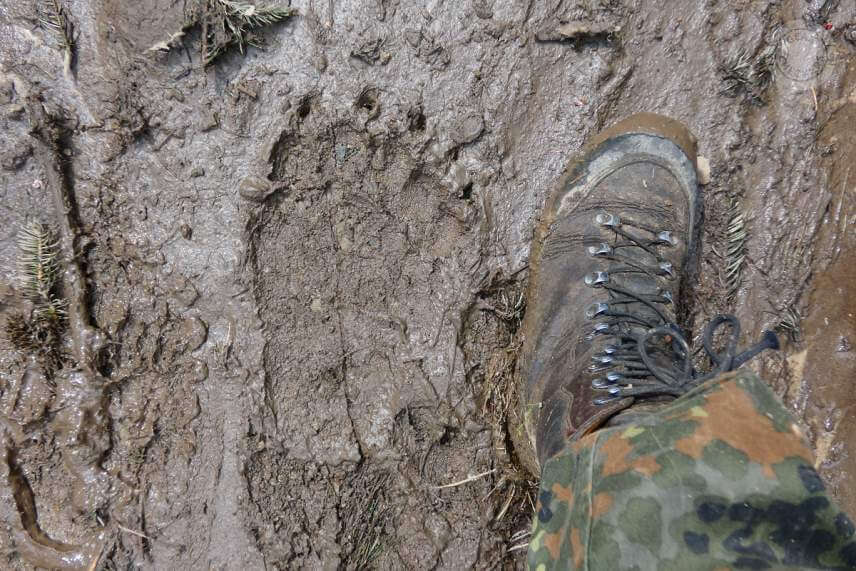 Stopa zadnej nohy veľk&eacute;ho medveďa (foto: Medved&iacute; Lesn&yacute; Duch).