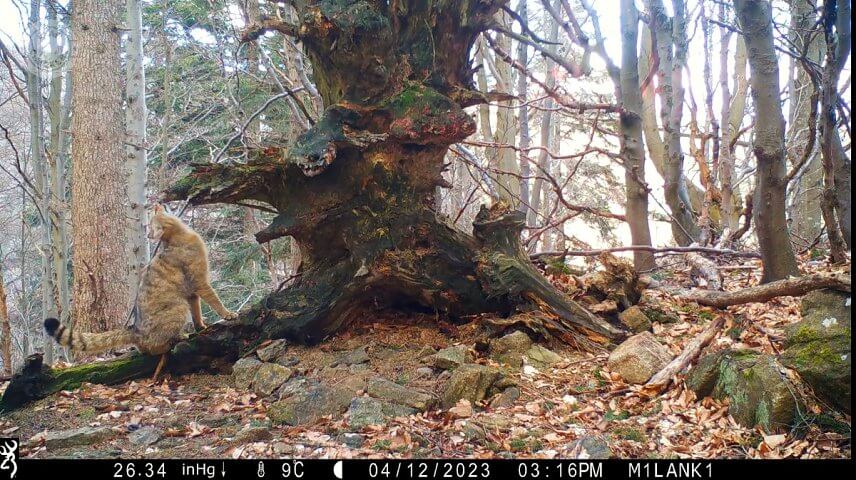 Značkuj&uacute;ca mačka div&aacute; na &ldquo;Checkpointe&rdquo; (foto: Milan Kapusta).