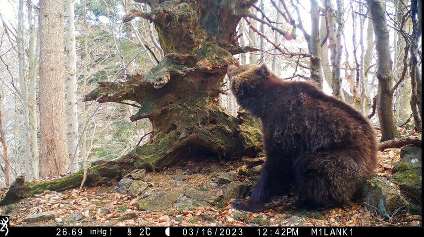 Mladý medveď pri "Checkpointe" a jeho interakcia na označkovaný vývrat (foto: Milan Kapusta).