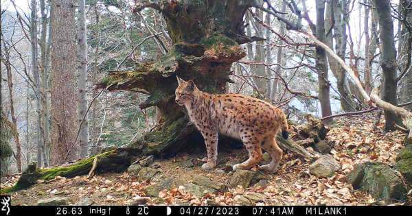 Milan Kapusta: „Rys tam bol predo mnou presne jednu hodinu za bieleho dňa”