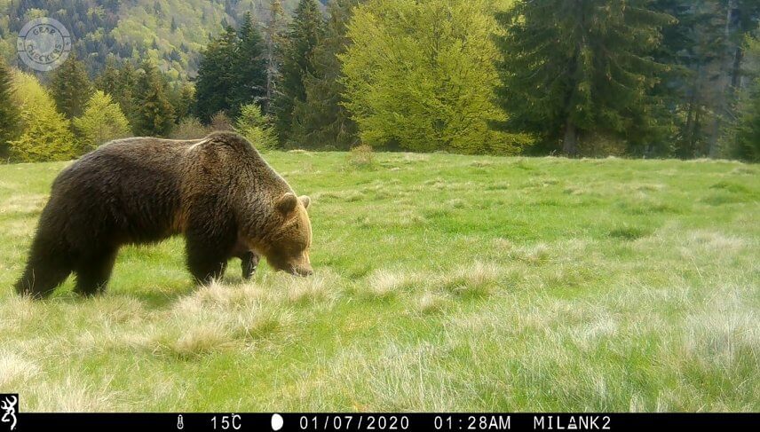Pravdepodobne najv&auml;č&scaron;&iacute; medved&iacute; samec v L&uacute;čanskej Malej Fatre na horskej l&uacute;ke (foto: Milan Kapusta).
